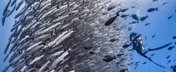 渡假村早餐→馬拉圖3潛(海狼風暴、灰鮫鯊、護士鯊)→渡假村晚餐