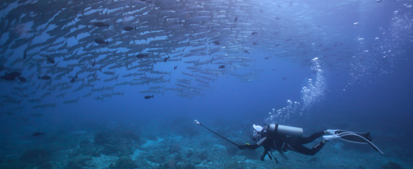 渡假村早餐→馬拉圖3潛(海狼風暴、灰鮫鯊、護士鯊)→渡假村晚餐