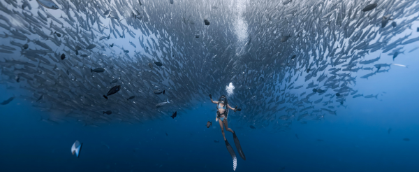 渡假村早餐→馬拉圖3潛(海狼風暴、灰鮫鯊、護士鯊)→渡假村晚餐