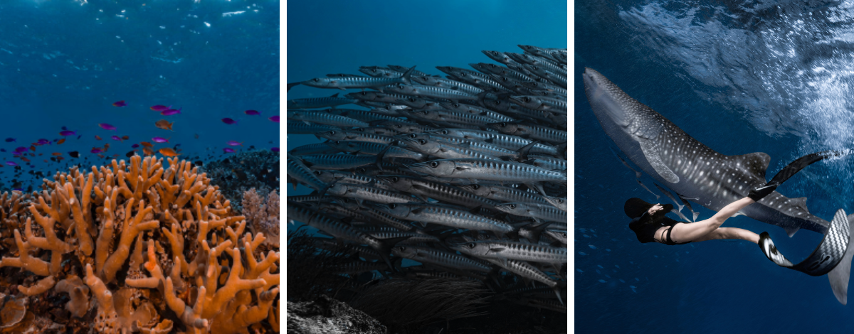 告別馬拉圖→貝勞機場→雅加達機場→台北